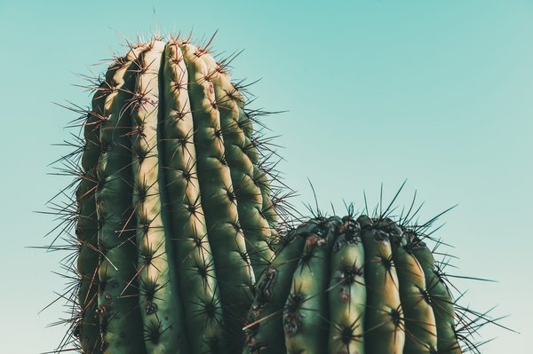Découvrez les cactus emblématiques de Paris : un guide fascinant